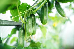 Green fresh cucumbers hang on the plant in the greenhouse. Growing organic vegetables in the garden. Place for text. photo