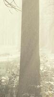 Fog in the forest on a cold winter cloudy day with first snow video