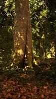 Sun beams through thick trees branches in dense green forest video