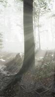 Glowing fog in the forest in the evening video