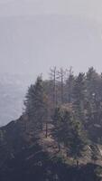 Beautiful pine trees on background high mountains of Carpathians video