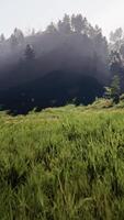 Swiss Alps with Green alpine meadow on a hillside and surrounded by pine forests video