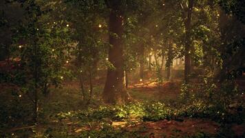 A forest filled with lots of trees covered in fireflies video