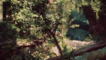 Rocky Forest Filled With Trees and Rocks. mountain path video