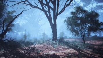 Misty Eucalyptus Forest With Abundant Trees video