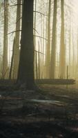 Burned trees after wildfire with pollution and a lot of smoke video