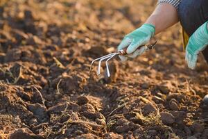 Farmer working in corn field with copy space photo