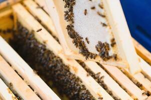 Close up view of the opened hive body showing the frames populated by honey bees photo