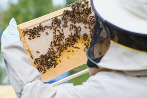 Beekeeper inspecting honeycomb frame at apiary at the summer day. Man working in apiary. Apiculture. Beekeeping concept photo