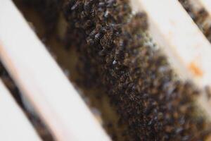 Close up view of the opened hive body showing the frames populated by honey bees photo