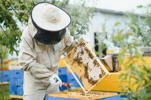 Beekeeper working collect honey. Beekeeping concept. photo