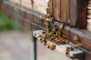 A lot of bees returning to bee hive and entering beehive with collected floral nectar and flower pollen. Swarm of bees collecting nectar from flowers. Healthy organic farm honey. photo