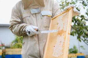 Beekeeper on apiary. Beekeeper is working with bees and beehives on the apiary. photo
