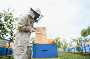 Beekeeper on apiary. Beekeeper is working with bees and beehives on the apiary. photo