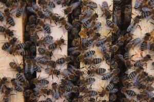 Close up view of the opened hive body showing the frames populated by honey bees photo