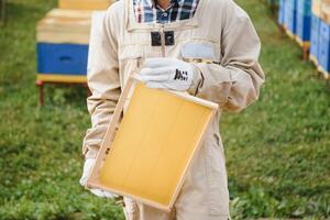 Beekeeper is working with bees and beehives on apiary. Bees on honeycomb. Frames of bee hive. Beekeeping. Honey. Healthy food. Natural products. photo