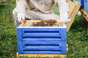 Beekeeper is working with bees and beehives on the apiary. Beekeeping concept photo