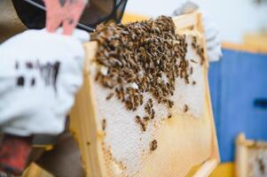 Beekeeper is working with bees and beehives on apiary. Bees on honeycomb. Frames of bee hive. Beekeeping. Honey. Healthy food. Natural products. photo