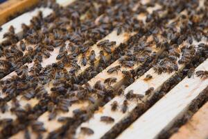 Frames of a beehive. Close up view of the opened hive body showing the frames populated by honey bees photo
