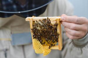 Beekeeping, beekeeper at work, bees in flight. photo