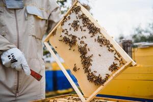 Beekeeper on apiary. Beekeeper is working with bees and beehives on the apiary. Apiculture. Copy space. photo