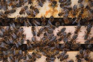 Bees on the honeycomb. Honey cell with bees. Apiculture. Apiary. Wooden beehive and bees. beehive with honey bees, frames of the hive, top view. Soft focus photo
