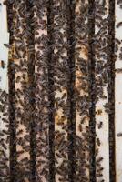 Frames of a beehive. Close up view of the opened hive body showing the frames populated by honey bees photo