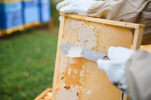Beekeeping, beekeeper at work, bees in flight. photo