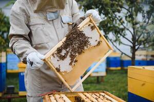 Beekeeper working collect honey. Beekeeping concept. photo