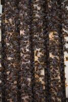 Close up view of the opened hive body showing the frames populated by honey bees photo