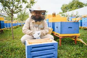 Beekeeping, beekeeper at work, bees in flight. photo