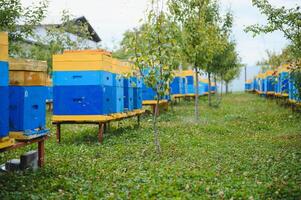 Hives in an apiary with bees flying to the landing boards. Apiculture photo