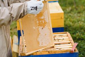Beekeeping, beekeeper at work, bees in flight. photo