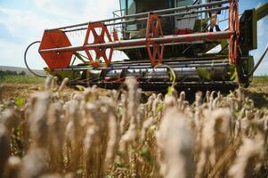 Combine harvester harvests ripe wheat. agriculture photo