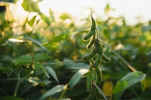 Closeup of green plants of soybean on field photo