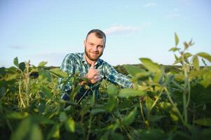 A farmer agronomist inspects green soybeans growing in a field. Agriculture photo