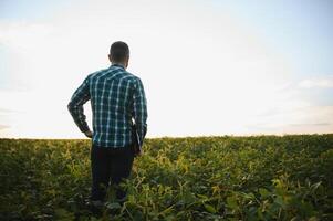 Agronomist inspects soybean crop in agricultural field - Agro concept - farmer in soybean plantation on farm photo