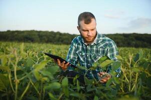 Young agronomist holds tablet touch pad computer in the soy field and examining crops before harvesting. Agribusiness concept. agricultural engineer standing in a soy field with a tablet in summer. photo