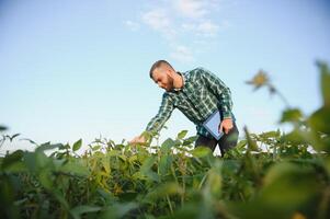 Young agronomist holds tablet touch pad computer in the soy field and examining crops before harvesting. Agribusiness concept. agricultural engineer standing in a soy field with a tablet in summer. photo