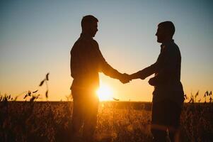 Two farmers in a field examining soy crop at sunset photo