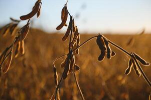 Soybean lit by sunrays. Selective focus on detail. photo