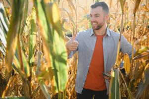 Farmer in field checking on corncobs photo
