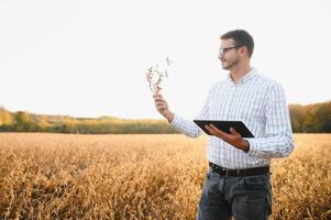Portrait of farmer standing in soybean field examining crop at sunset. photo