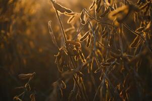 Soybean pods on the plantation at sunset. Agricultural photography. photo