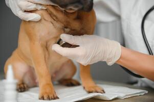 Vet listening dog with stetoscope in veterinary clinic photo