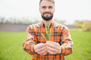 A young farmer inspects the quality of wheat sprouts in the field. The concept of agriculture. photo