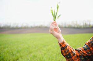 Portrait of farmer in wheat field. A handsome farmer or agronomist is working in the field photo