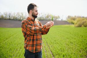 A young farmer inspects the quality of wheat sprouts in the field. The concept of agriculture photo