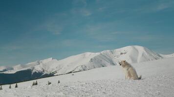 White barking dog on the background of snowy mountains. video