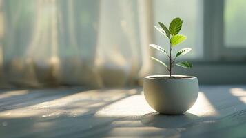 Small Green Plant Growing in White Pot on Windowsill With Sunlight photo